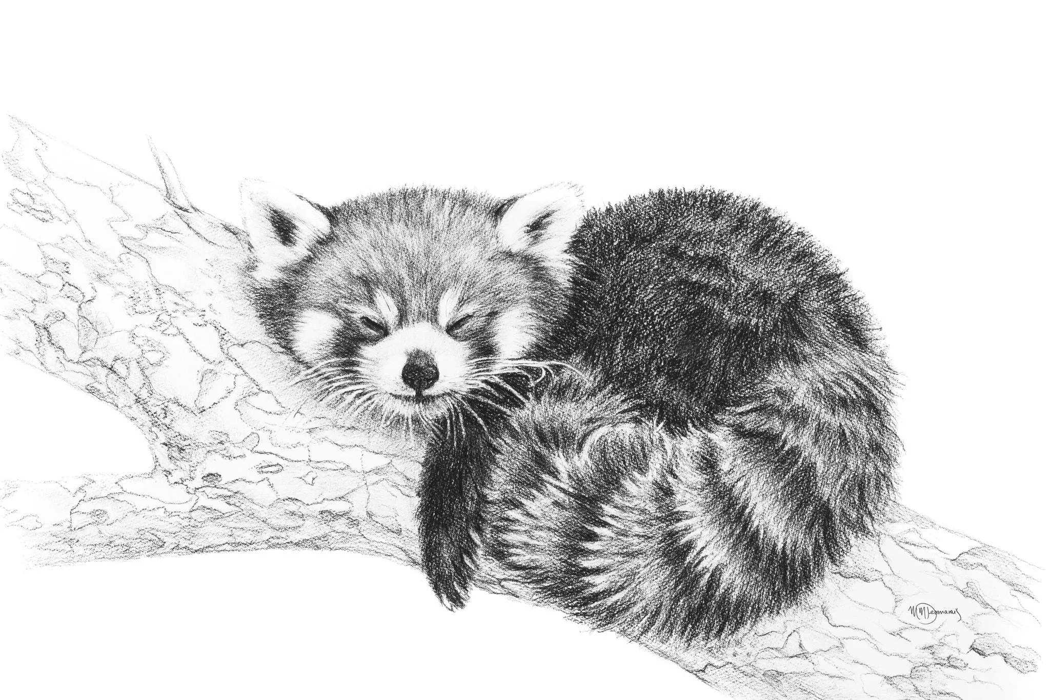 Red Panda illustration - collaboration with La Fondation du Zoo de Granby