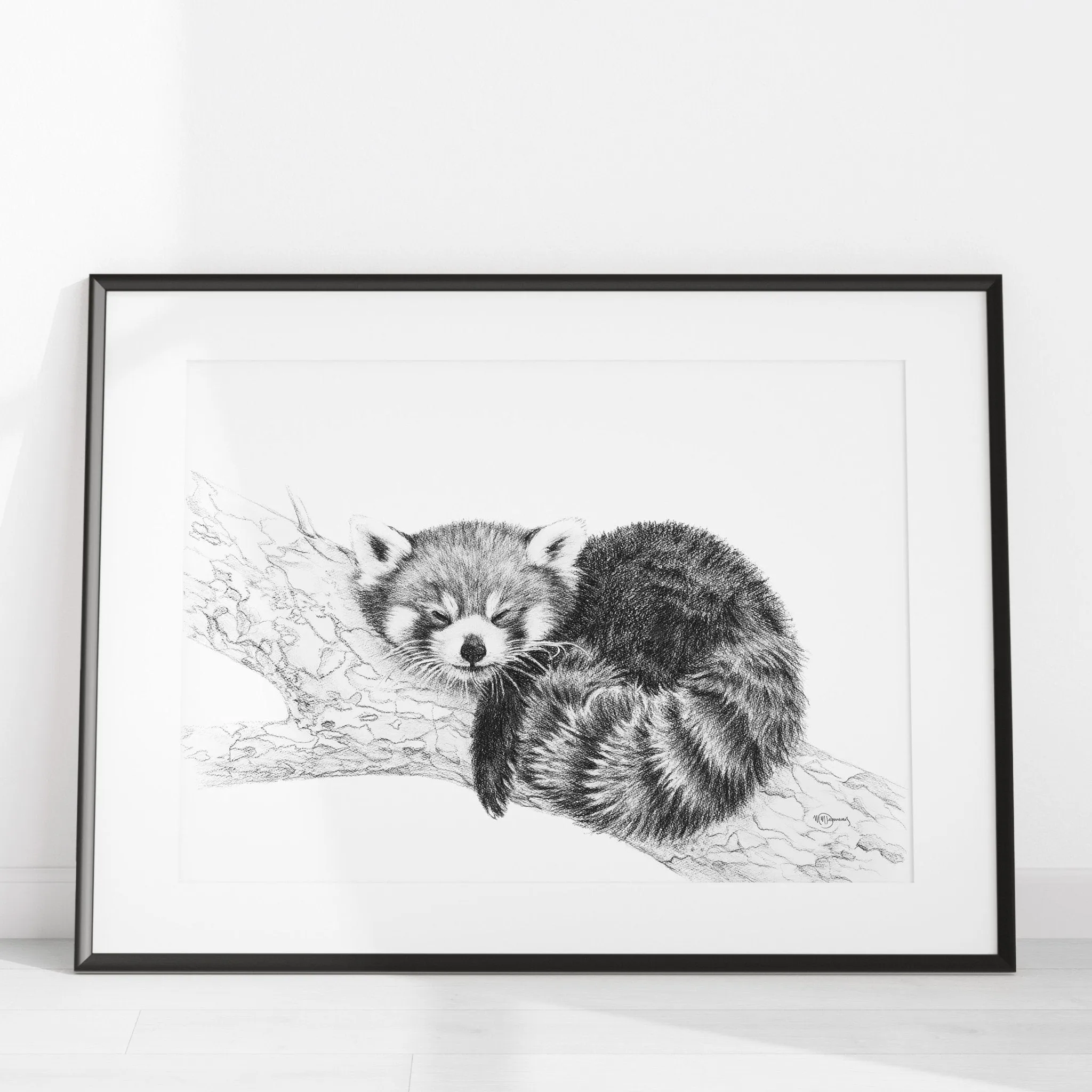 Red Panda illustration - collaboration with La Fondation du Zoo de Granby